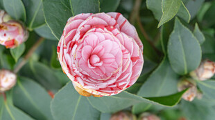 娇艳山茶花绽放绿叶间