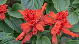 一串红 爆仗红 象牙红