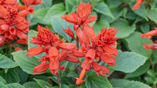 一串红 爆仗红 象牙红