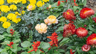 多彩花卉绽放生机