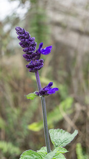 紫色鼠尾草特写