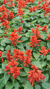 鲜艳串串红绽放生机