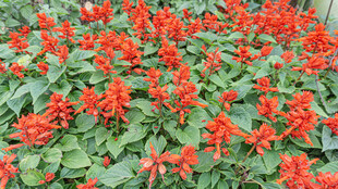 鲜艳串串红绽放生机