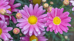 娇艳绽放的多彩小雏菊