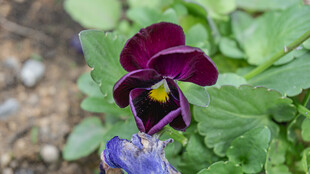 紫色三色堇特写