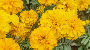 金黄灿烂万寿菊绽放