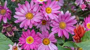 艳丽多彩的粉色菊花绽放