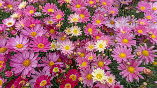 缤纷多彩小雏菊绽放