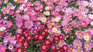 缤纷多彩的花卉绽放 彩色小雏菊