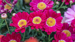 鲜艳绽放的多彩小雏菊