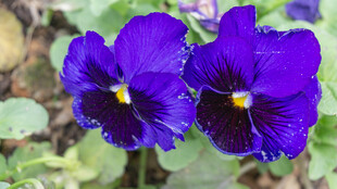 紫色三色堇花朵特写