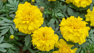 鲜艳黄色万寿菊绽放