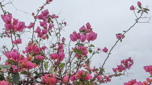 娇艳三角梅绽放枝头