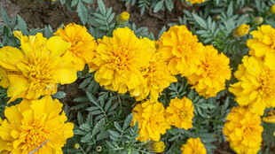 鲜艳黄菊花绽放