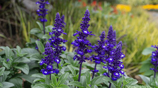 紫色鼠尾草绽放于绿植间