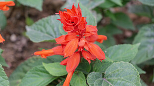 艳丽一串红花绽放绿叶间