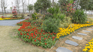 花园小径边的多彩花卉景观