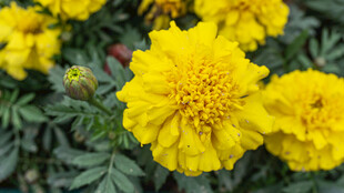 鲜艳黄色万寿菊绽放