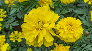 鲜艳黄色万寿菊绽放