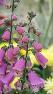 紫色毛地黄花绽放