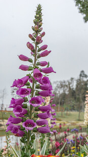 紫色毛地黄花开正艳