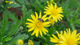 黄色波斯菊上的紫色小昆虫