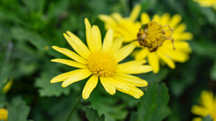 黄色波斯菊绽放生机