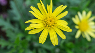 黄色波斯菊绽放于绿意间