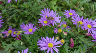 紫色雏菊花丛绽放