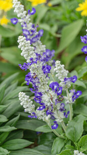 蓝色鼠尾草花卉绽放绿意间