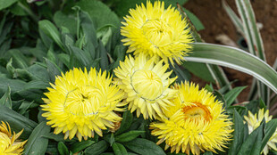 黄色蜡菊花朵绽放于绿叶间