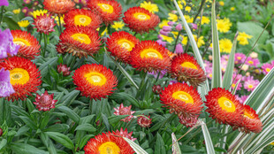 多彩绚烂的花丛绽放