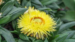 黄色蜡菊绽放绿意间