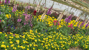 多彩花卉装点美丽花田