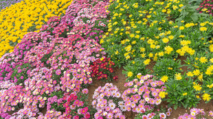 多彩花卉绽放的美丽景致