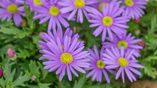 美丽紫色雏菊绽放