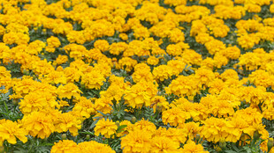 金黄万寿菊绽放的美丽花海