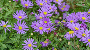 紫色雏菊绽放于绿叶间