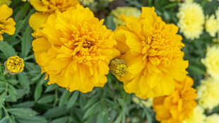 鲜艳黄色万寿菊绽放