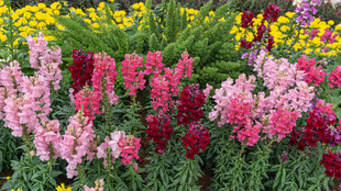 多彩花卉绽放美丽景致