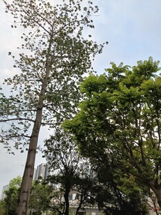 高大挺拔的树木景观
