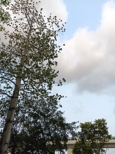 蓝天白云下的繁茂树木