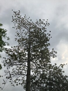 天空下的挺拔树木