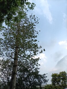 蓝天白云下的高大树木