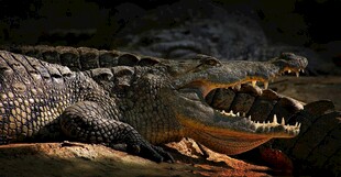 鳄鱼盘踞显野性魅力