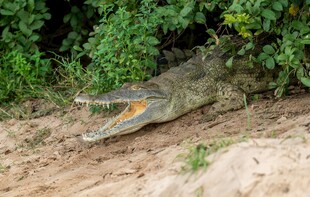 岸边休憩的鳄鱼