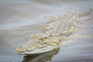 水中的鳄鱼