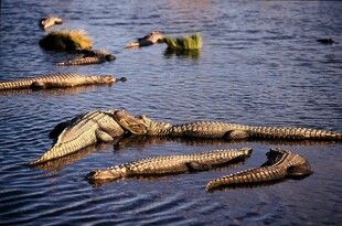 水中鳄鱼群休憩