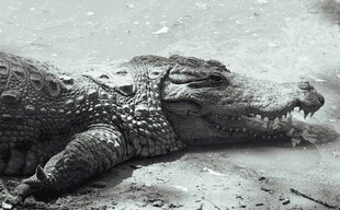 鳄鱼特写尽显野性魅力