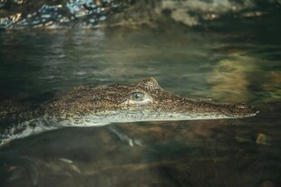 水中的鳄鱼